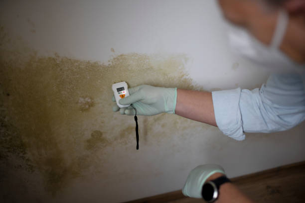 Best Black Mold Removal  in Licking, MO